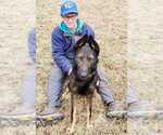 Small #1 German Shepherd Dog Mix