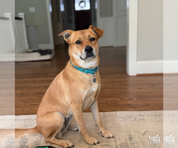 Medium Photo #10 Labrador Retriever-Retriever  Mix Puppy For Sale in Washington, DC, USA