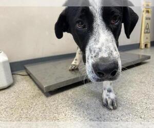 Border Collie-Great Pyrenees Mix Dogs for adoption in Visalia, CA, USA