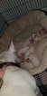 Small Photo #17 Bull Terrier Puppy For Sale in JACKSON, MI, USA