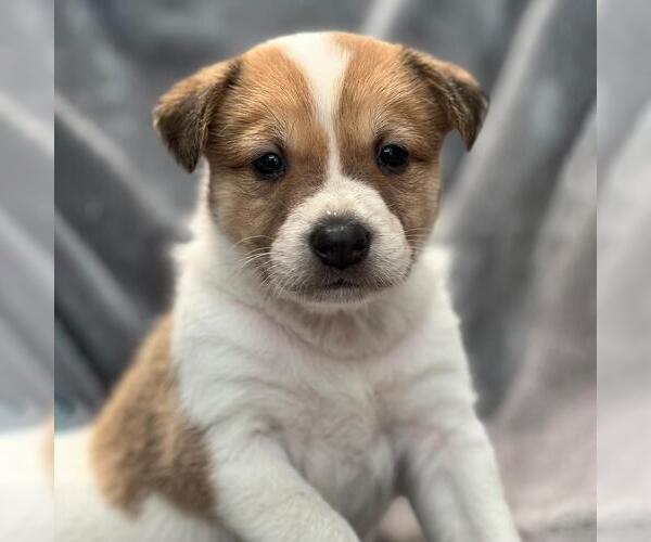 Medium Photo #4 Colonial Cocker Spaniel-Unknown Mix Puppy For Sale in San Diego, CA, USA