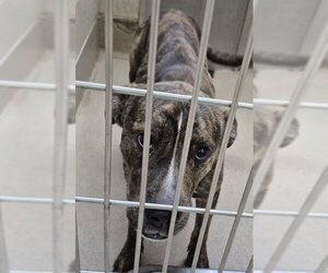 Mutt Dogs for adoption in Decatur, IL, USA