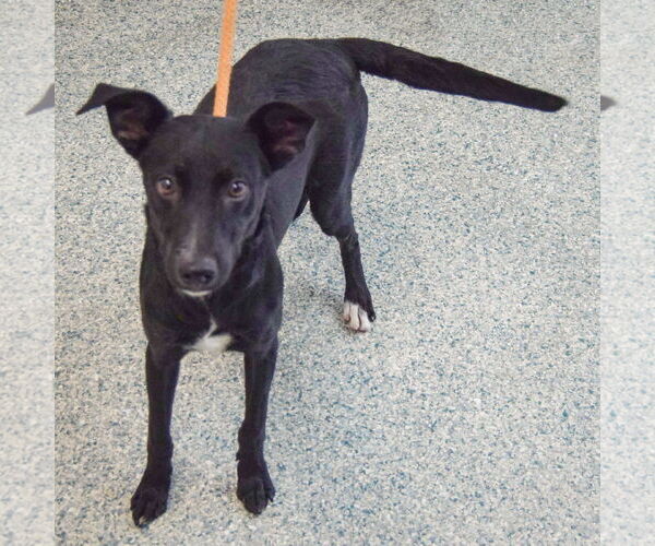 Medium Photo #3 Border Collie-Unknown Mix Puppy For Sale in Huntley, IL, USA