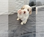 Puppy Righty Tibetan Terrier