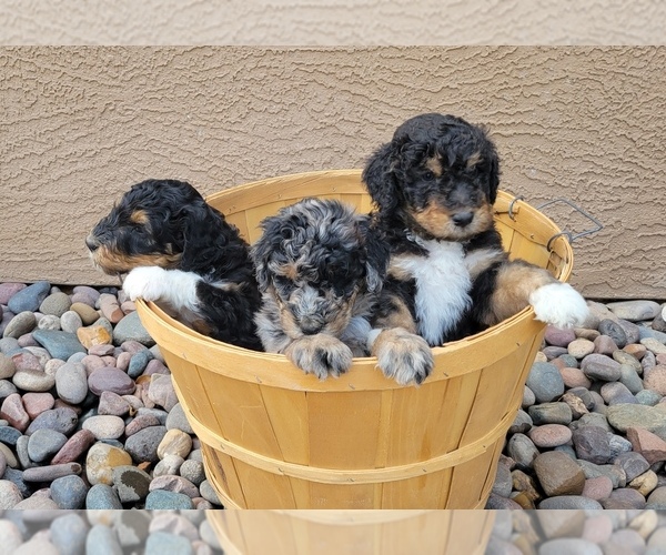 Medium Photo #1 Aussiedoodle Puppy For Sale in CHANDLER, AZ, USA