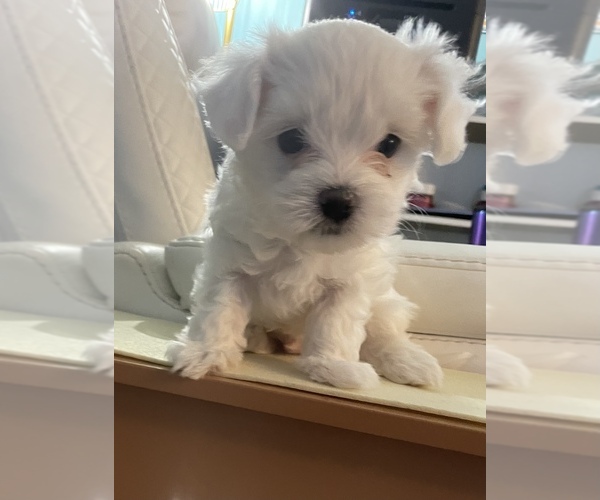 Medium Photo #1 Havamalt Puppy For Sale in EAGLEVILLE, PA, USA