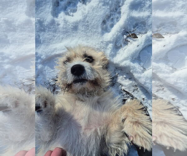 Medium Photo #8 Cairn Terrier-Unknown Mix Puppy For Sale in Techny, IL, USA