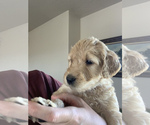 Small Photo #24 Goldendoodle Puppy For Sale in RATHDRUM, ID, USA