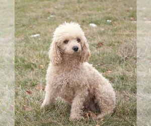 Mother of the Poodle (Miniature) puppies born on 07/02/2026