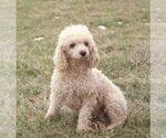 Small Photo #1 Poodle (Miniature) Puppy For Sale in HONEY BROOK, PA, USA