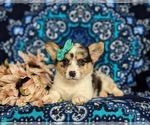 Small #4 Pembroke Welsh Corgi