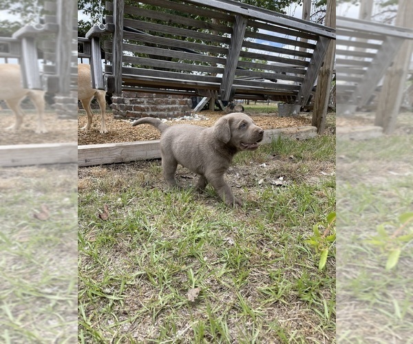 Medium Photo #8 Labrador Retriever Puppy For Sale in KNOXVILLE, GA, USA