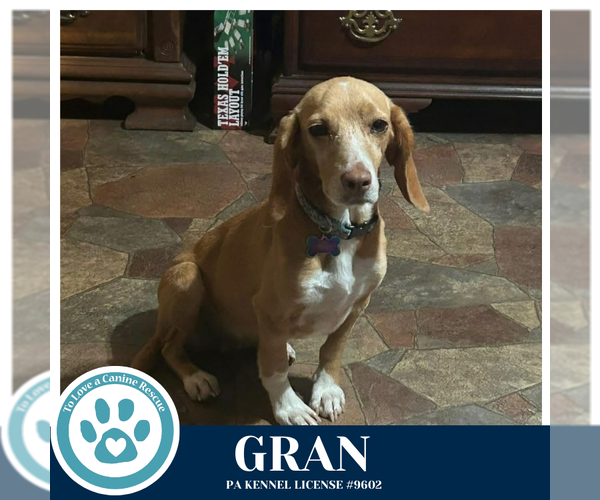 Medium Photo #4 Beagle-Unknown Mix Puppy For Sale in Kimberton, PA, USA