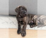 Small #3 Labrador Retriever Mix