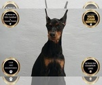 Small #6 Doberman Pinscher