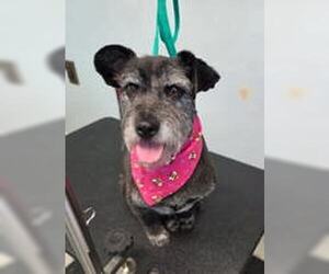 Mutt Dogs for adoption in Lake City, MI, USA