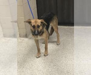 German Shepherd Dog-Unknown Mix Dogs for adoption in Conroe, TX, USA