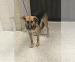 Small German Shepherd Dog Mix