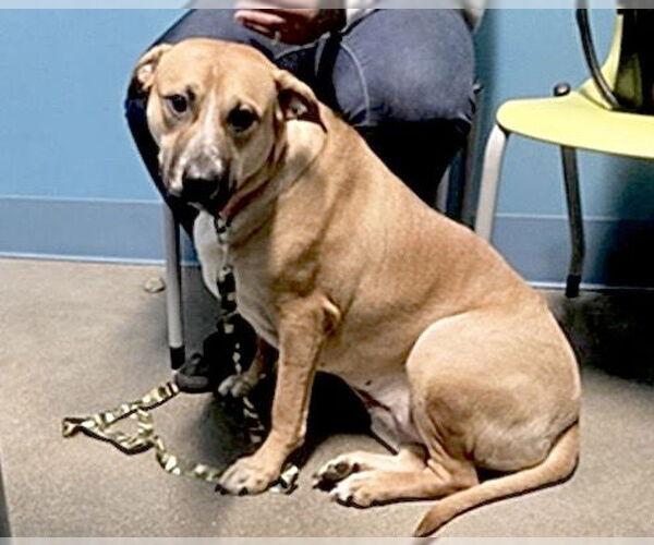 Medium Photo #1 Black Mouth Cur Puppy For Sale in Houston, TX, USA