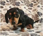 Puppy Puppy 2 Dachshund