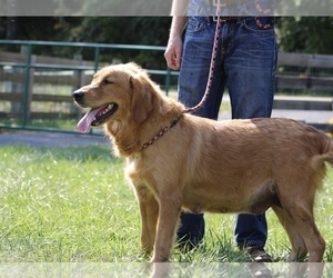 Mother of the Golden Retriever puppies born on 06/17/2025