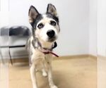 Small Siberian Husky
