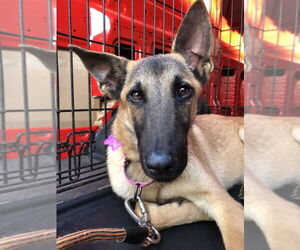 Mutt Dogs for adoption in Imlay City, MI, USA