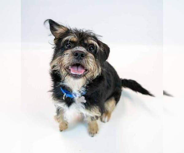 Medium Photo #4 Mutt Puppy For Sale in Kennesaw, GA, USA