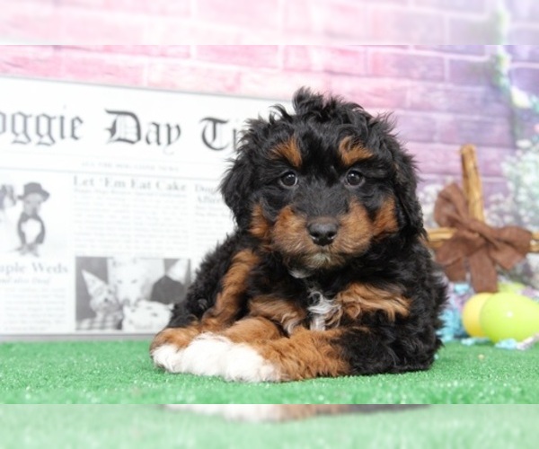 Medium Photo #5 Aussie-Poo Puppy For Sale in BEL AIR, MD, USA