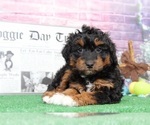 Small Photo #5 Aussie-Poo Puppy For Sale in BEL AIR, MD, USA