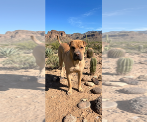 Mutt Dogs for adoption in Vail, AZ, USA