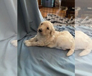 Goldendoodle Puppy for sale in RADCLIFF, KY, USA
