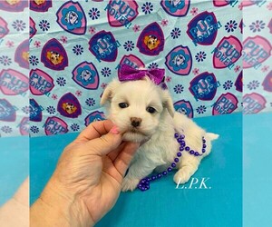 Maltese Puppy for sale in WINNSBORO, LA, USA