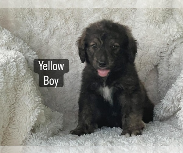 Medium Photo #11 Bernedoodle Puppy For Sale in LEWISBURG, TN, USA