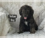 Small #10 Bernedoodle