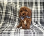 Small #2 Cavapoo
