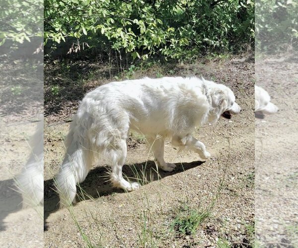 Medium Photo #8 Great Pyrenees Puppy For Sale in Spring, TX, USA