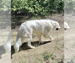 Small #7 Great Pyrenees