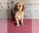 Small #8 Golden Retriever