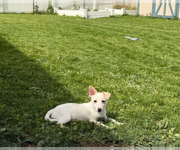 Medium Photo #4 Chiweenie Puppy For Sale in Sandy, UT, USA