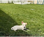 Small #3 Chiweenie
