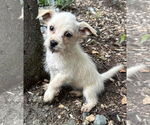Small Spaniel Mix