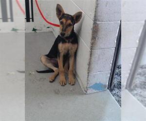 German Shepherd Dog Dogs for adoption in San Bernardino, CA, USA