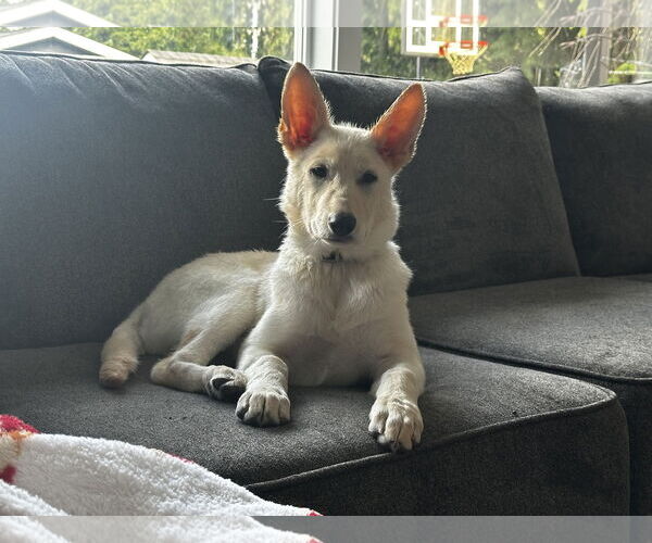 Medium Photo #20 German Shepherd Dog-Unknown Mix Puppy For Sale in Seattle, WA, USA
