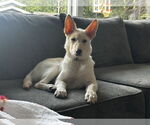 Small #19 German Shepherd Dog Mix