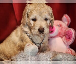 Goldendoodle-Poodle (Standard) Mix Litter for sale in GLADEWATER, TX, USA