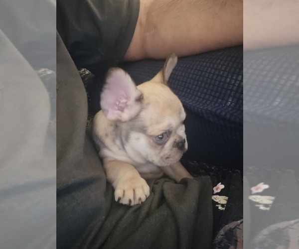 Medium Photo #4 French Bulldog Puppy For Sale in CHINO HILLS, CA, USA