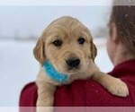 Small #9 Golden Retriever