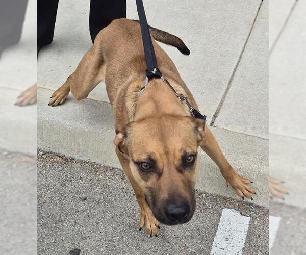 Medium Photo #1 Black Mouth Cur-Unknown Mix Puppy For Sale in San Antonio, TX, USA