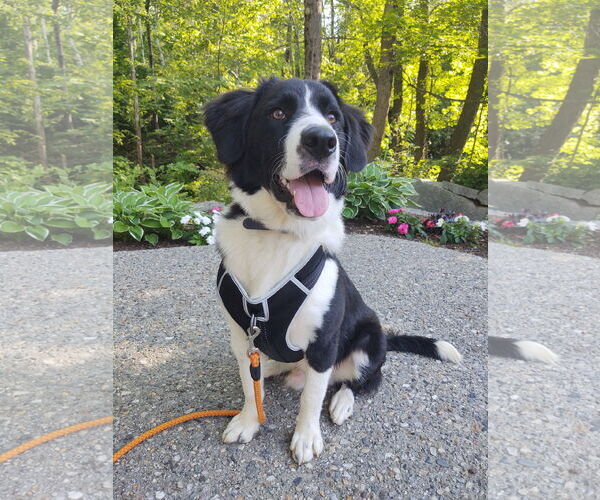 Medium Photo #1 Labrenees Puppy For Sale in Croydon, NH, USA